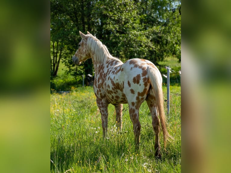 Appaloosa Wallach 3 Jahre 160 cm Palomino in Železný Brod
