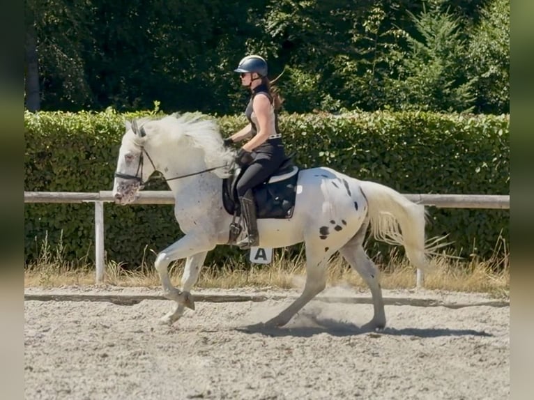 Appaloosa Mix Wallach 3 Jahre 160 cm Tigerschecke in Neustadt (Wied)