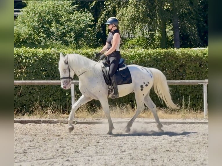 Appaloosa Mix Wallach 3 Jahre 160 cm Tigerschecke in Neustadt (Wied)