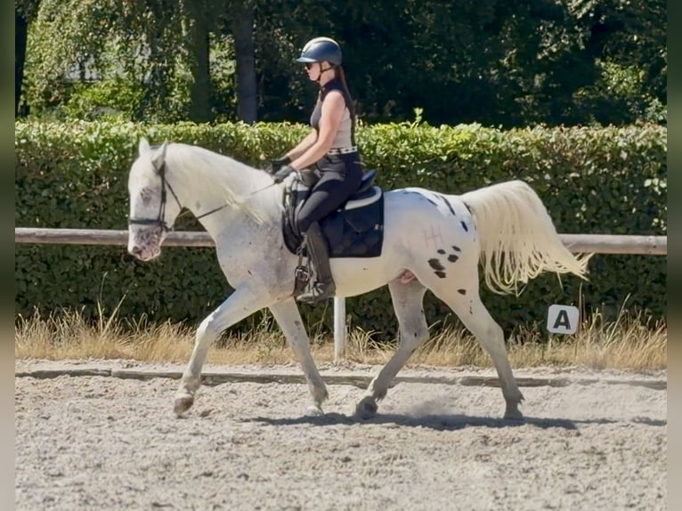 Appaloosa Mix Wallach 3 Jahre 160 cm Tigerschecke in Neustadt (Wied)