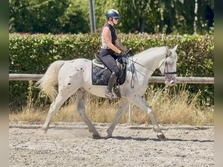 Appaloosa Mix Wallach 3 Jahre 160 cm Tigerschecke in Neustadt (Wied)