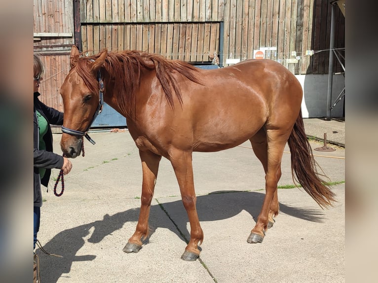 Appaloosa Mix Wallach 3 Jahre Dunkelfuchs in East riding of Yorkshire