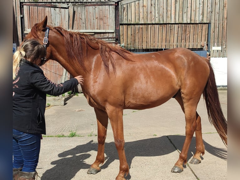 Appaloosa Mix Wallach 3 Jahre Dunkelfuchs in East riding of Yorkshire