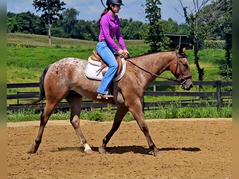 Appaloosa Wallach 3 Jahre Rotbrauner in Robards