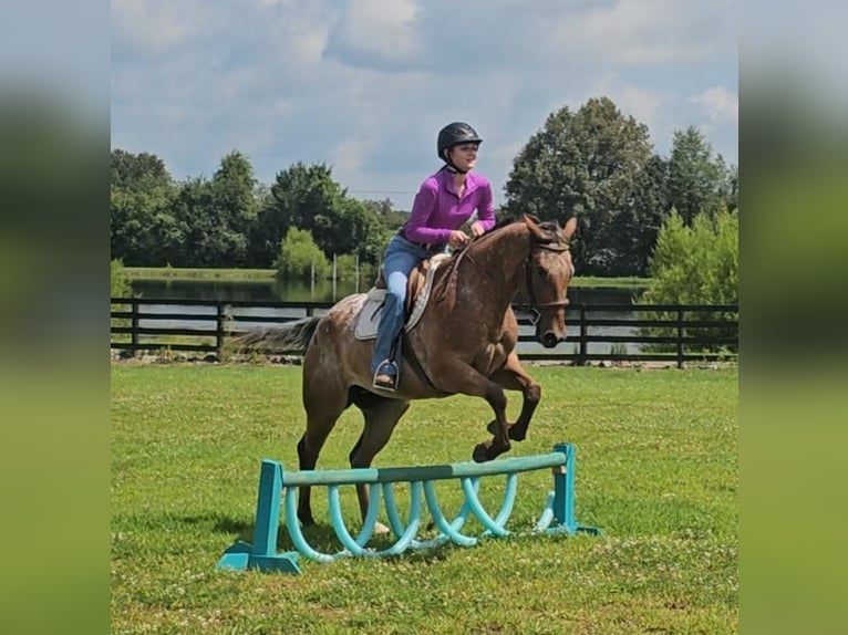 Appaloosa Wallach 3 Jahre Rotbrauner in Robards