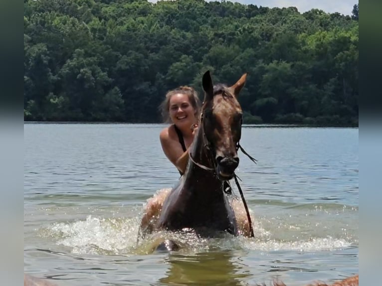 Appaloosa Wallach 3 Jahre Rotbrauner in Robards