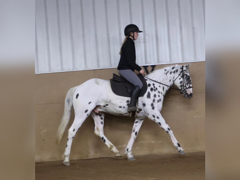 Appaloosa Wallach 3 Jahre Tigerschecke in Saginaw