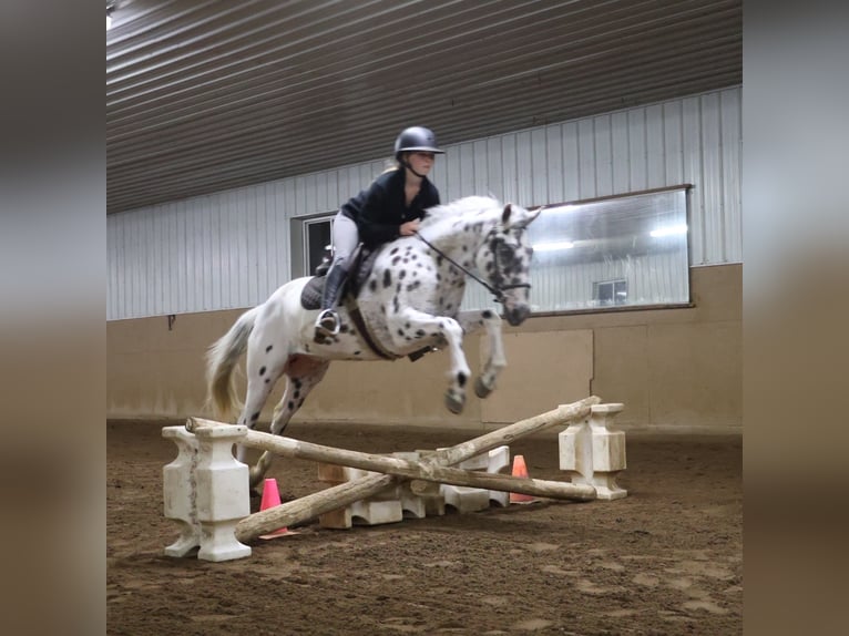 Appaloosa Wallach 3 Jahre Tigerschecke in Saginaw