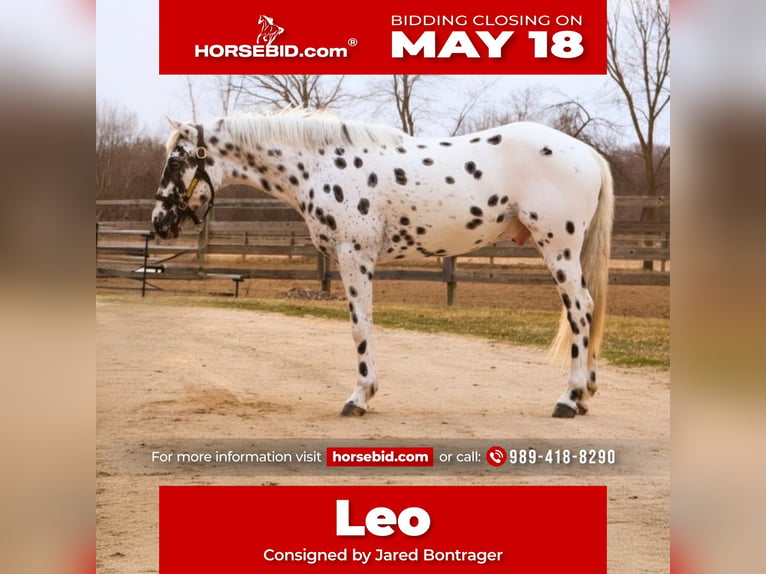 Appaloosa Wallach 3 Jahre Tigerschecke in Saginaw
