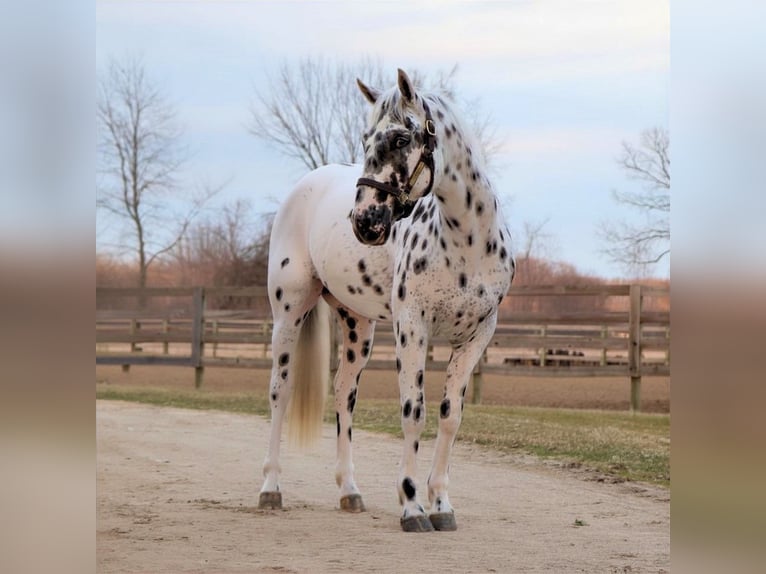 Appaloosa Wallach 3 Jahre Tigerschecke in Saginaw