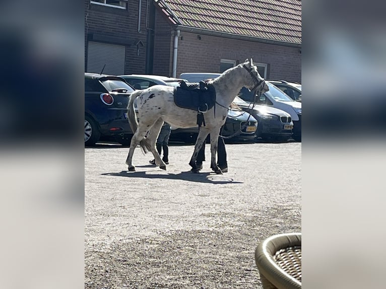 Appaloosa Wallach 4 Jahre 115 cm Tigerschecke in Munstergeleen