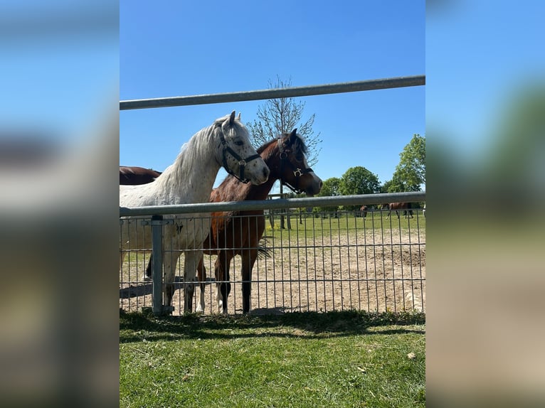 Appaloosa Wallach 4 Jahre 115 cm Tigerschecke in Munstergeleen