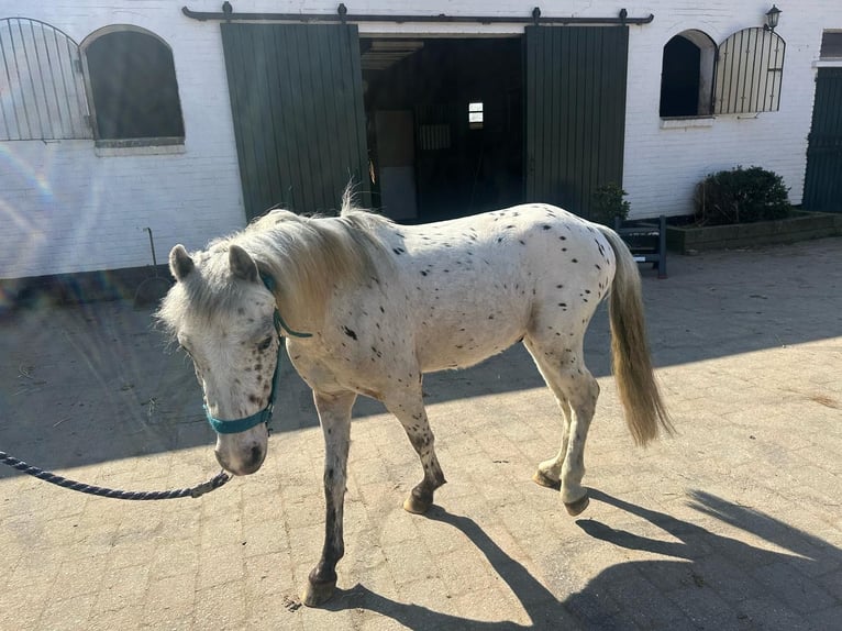 Appaloosa Wallach 4 Jahre 115 cm Tigerschecke in Munstergeleen