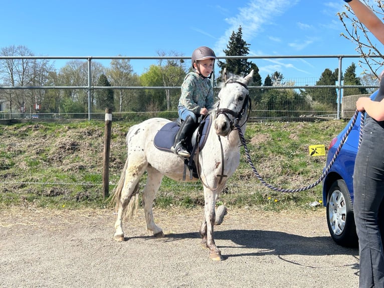 Appaloosa Wallach 4 Jahre 115 cm Tigerschecke in Munstergeleen