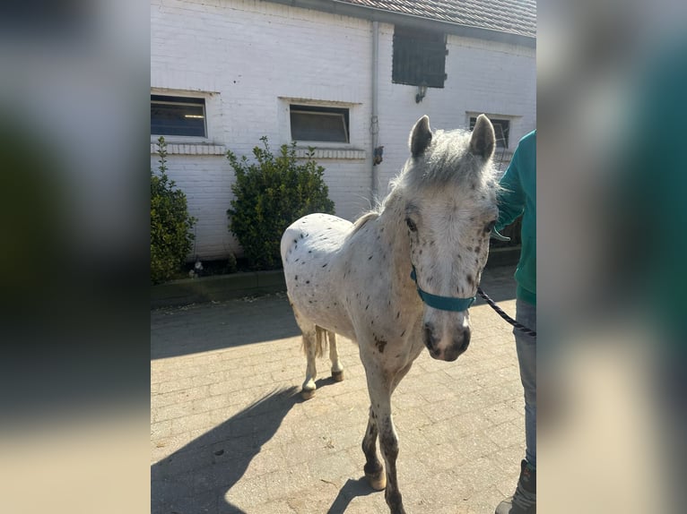 Appaloosa Wallach 4 Jahre 115 cm Tigerschecke in Munstergeleen