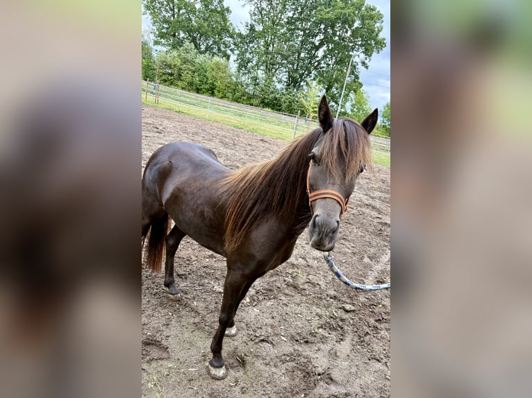Appaloosa Wallach 4 Jahre 118 cm Dunkelfuchs in Petershagen