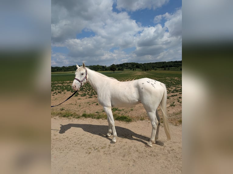 Appaloosa Mix Wallach 4 Jahre 146 cm Tigerschecke in Maastricht