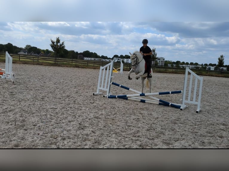 Appaloosa Mix Wallach 4 Jahre 146 cm Tigerschecke in Maastricht