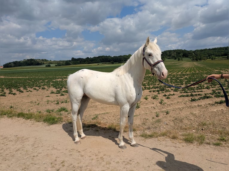 Appaloosa Mix Wallach 4 Jahre 146 cm Tigerschecke in Maastricht