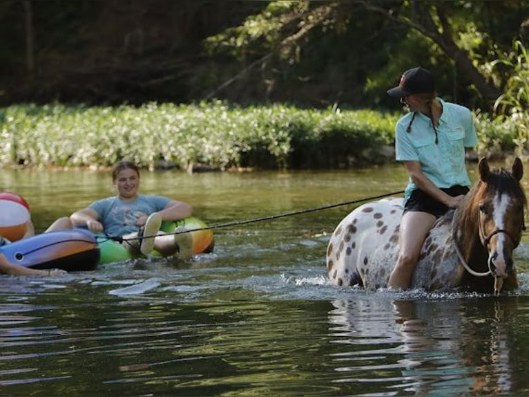 Appaloosa Wallach 4 Jahre 147 cm Falbe in Fair Grove