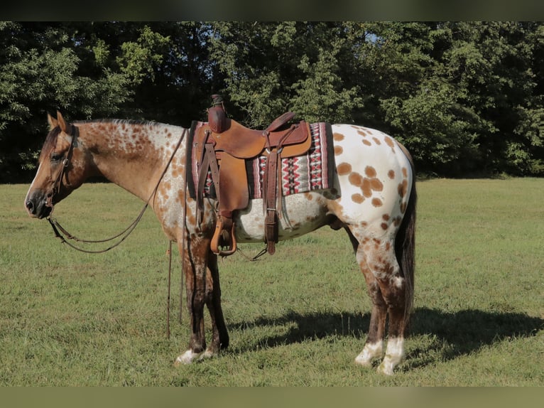 Appaloosa Wallach 4 Jahre 147 cm Falbe in Fair Grove