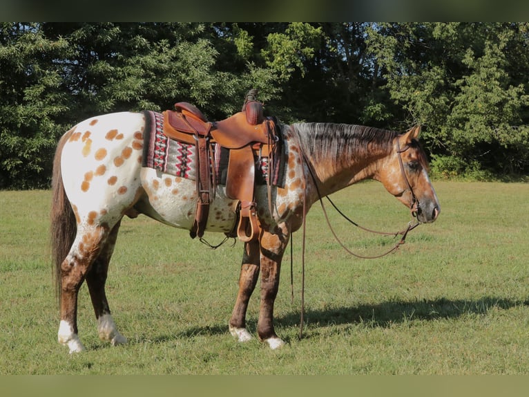 Appaloosa Wallach 4 Jahre 147 cm Falbe in Fair Grove