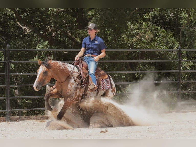 Appaloosa Wallach 4 Jahre 147 cm Falbe in Fair Grove