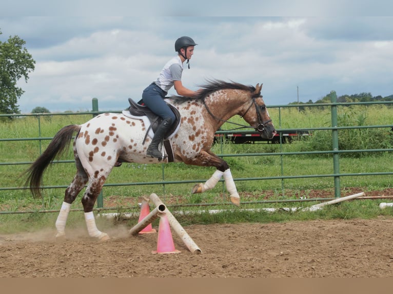 Appaloosa Wallach 4 Jahre 147 cm Falbe in Fair Grove