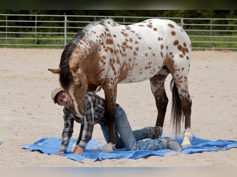 Appaloosa Wallach 4 Jahre 147 cm Falbe in Fair Grove