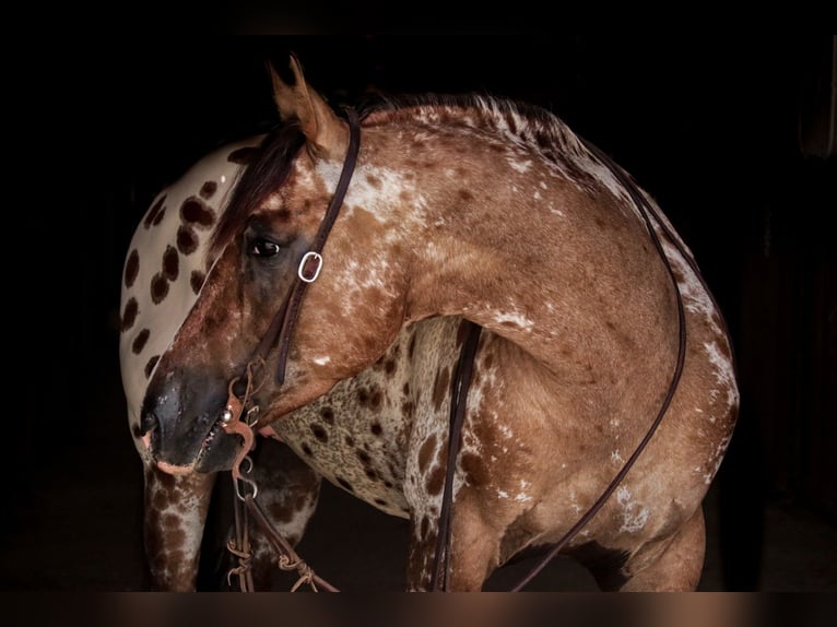 Appaloosa Wallach 4 Jahre 147 cm Falbe in Fair Grove