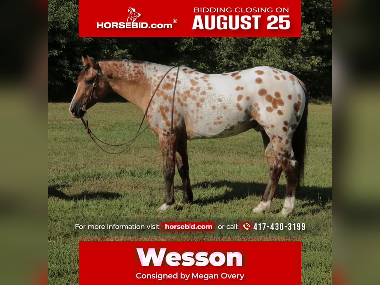 Appaloosa Wallach 4 Jahre 147 cm Falbe in Fair Grove