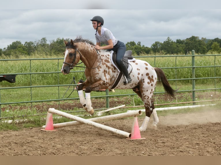 Appaloosa Wallach 4 Jahre 147 cm Falbe in Fair Grove
