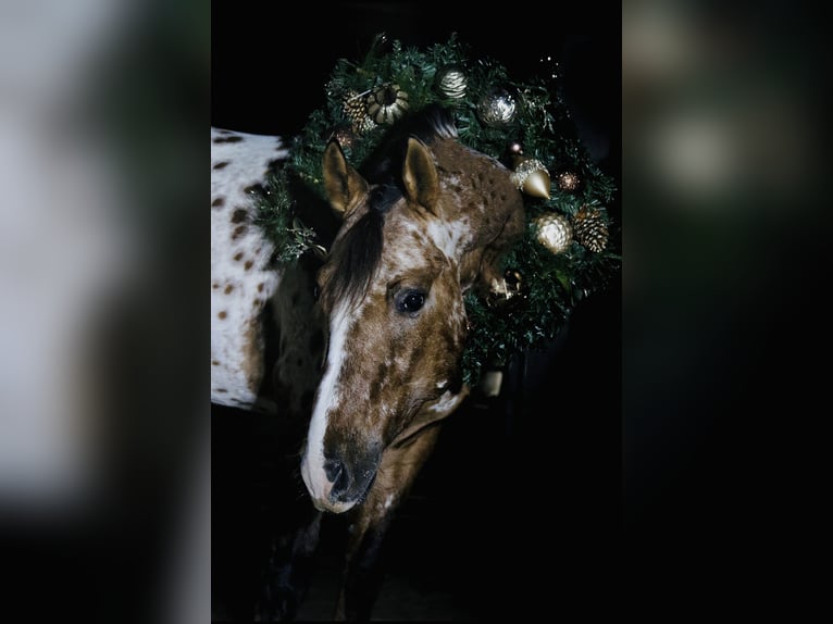 Appaloosa Wallach 4 Jahre 147 cm Falbe in Fair Grove