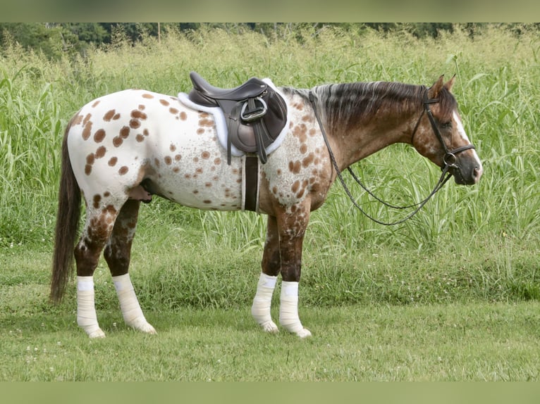 Appaloosa Wallach 4 Jahre 147 cm Falbe in Fair Grove