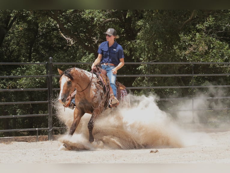 Appaloosa Wallach 4 Jahre 147 cm Falbe in Fair Grove