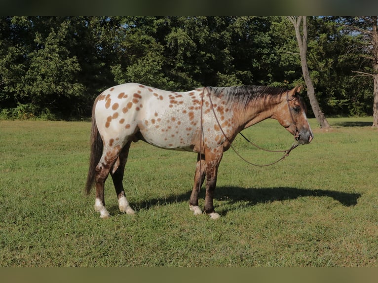 Appaloosa Wallach 4 Jahre 147 cm Falbe in Fair Grove