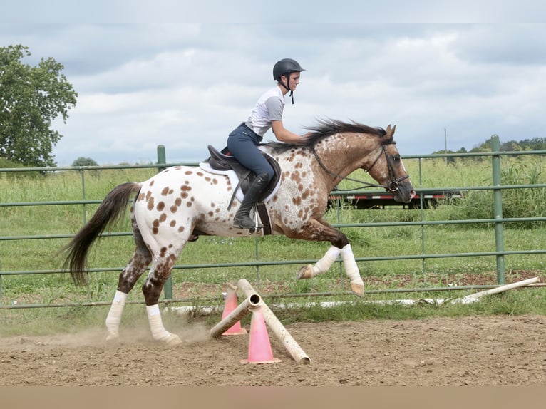 Appaloosa Wallach 4 Jahre 147 cm Falbe in Fair Grove