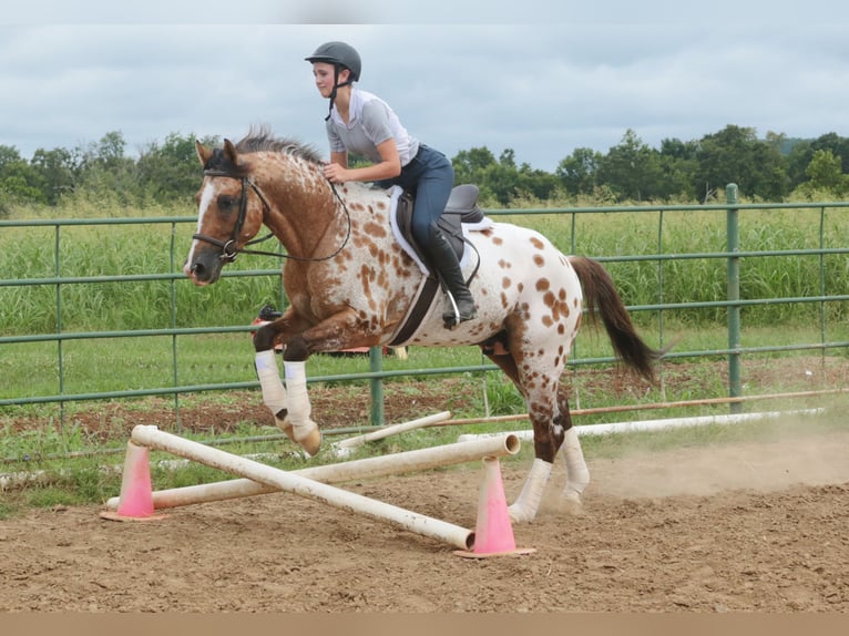 Appaloosa Wallach 4 Jahre 147 cm Falbe in Fair Grove
