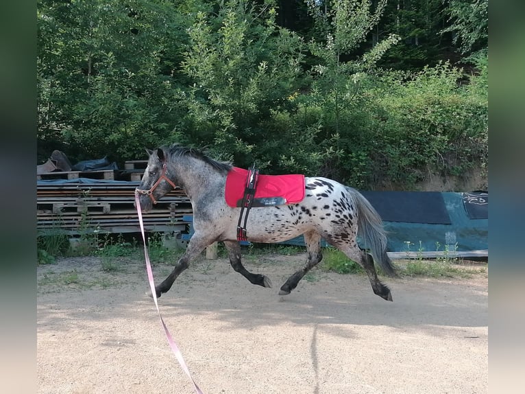 Appaloosa Mix Wallach 4 Jahre 147 cm Tigerschecke in Saldenburg