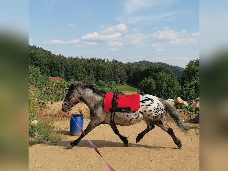 Appaloosa Mix Wallach 4 Jahre 147 cm Tigerschecke in Saldenburg