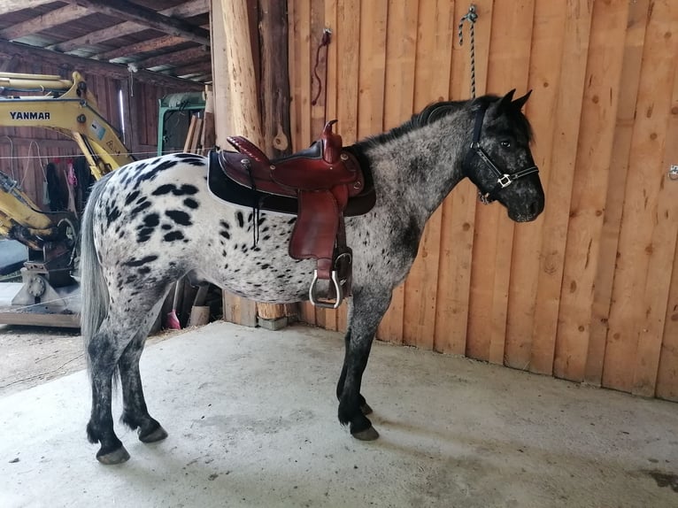 Appaloosa Mix Wallach 4 Jahre 147 cm Tigerschecke in Saldenburg