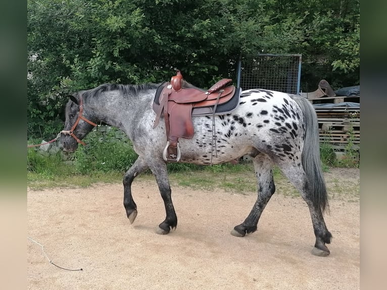 Appaloosa Mix Wallach 4 Jahre 147 cm Tigerschecke in Saldenburg