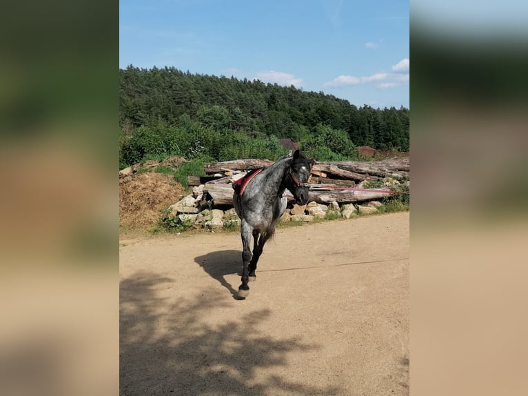 Appaloosa Mix Wallach 4 Jahre 147 cm Tigerschecke in Saldenburg