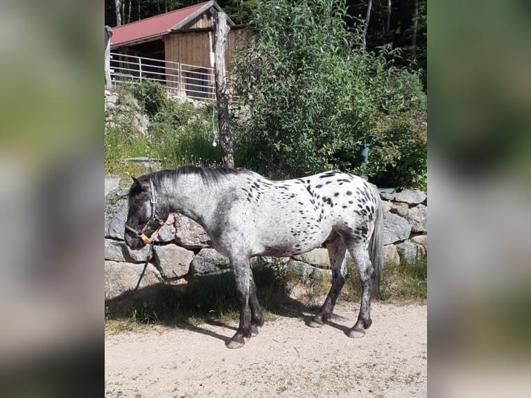 Appaloosa Mix Wallach 4 Jahre 147 cm Tigerschecke in Saldenburg