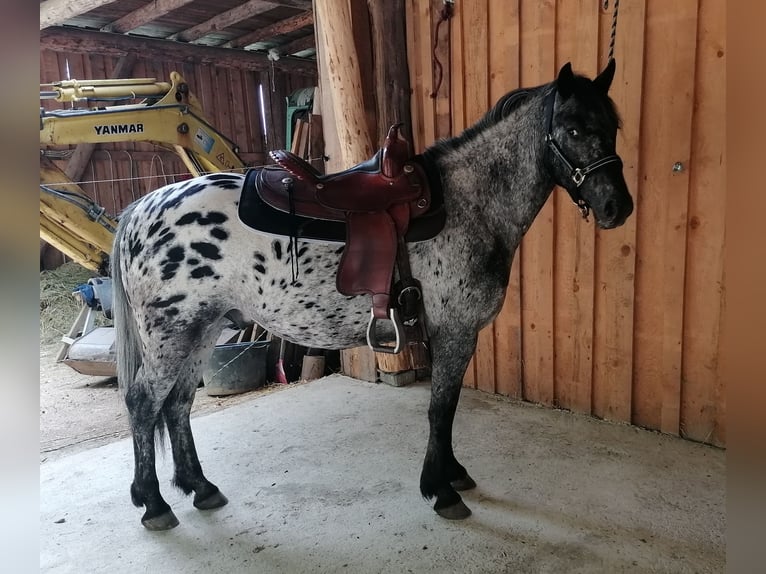 Appaloosa Mix Wallach 4 Jahre 147 cm Tigerschecke in Saldenburg