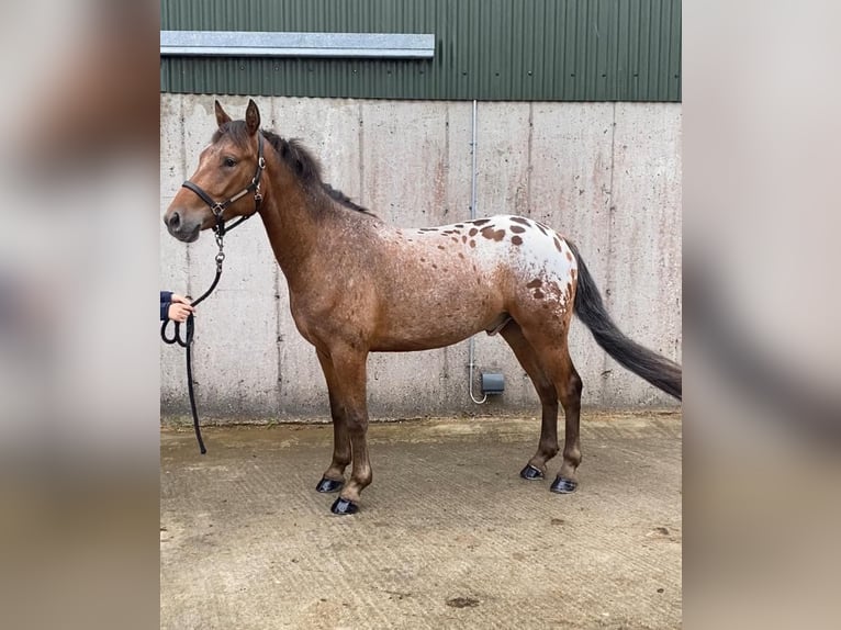 Appaloosa Wallach 4 Jahre 147 cm Tigerschecke in Sligo