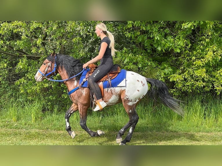 Appaloosa Wallach 4 Jahre 149 cm Tigerschecke in Linkenbach