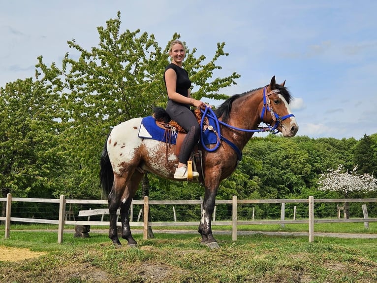 Appaloosa Wallach 4 Jahre 149 cm Tigerschecke in Linkenbach