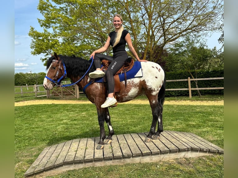 Appaloosa Wallach 4 Jahre 149 cm Tigerschecke in Linkenbach
