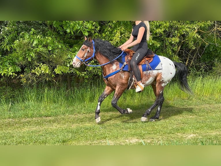 Appaloosa Wallach 4 Jahre 149 cm Tigerschecke in Linkenbach